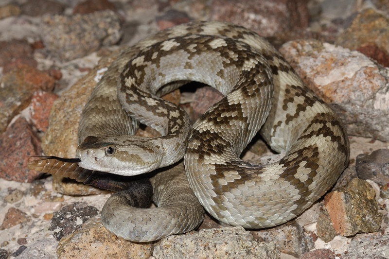 The Buckeye Herps Blog West Texas Ii